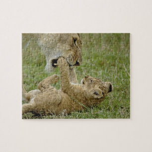 Junger Löwe spielt Puzzle