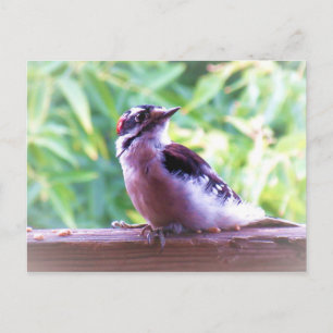 Junger männlicher Dunenspecht am Geländer Postkarte