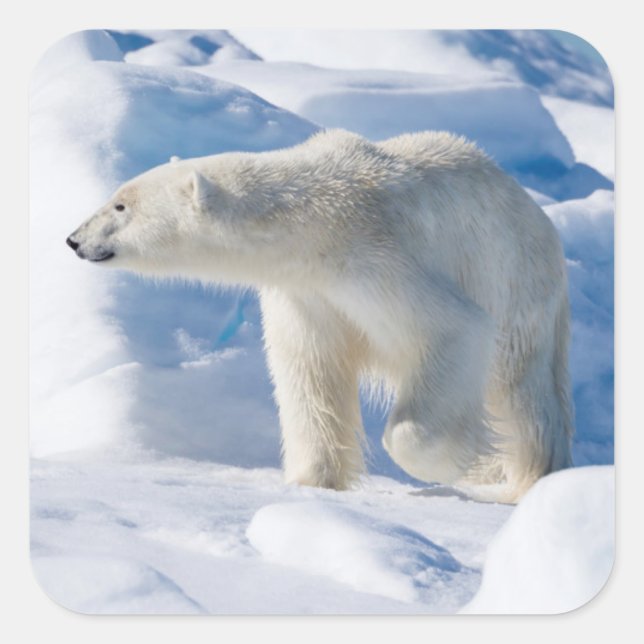 Junger männlicher Eisbär Quadratischer Aufkleber (Vorderseite)