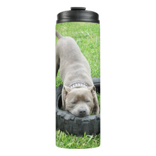 Junger männlicher Staffy spielt mit seinem Reifen, Thermosbecher