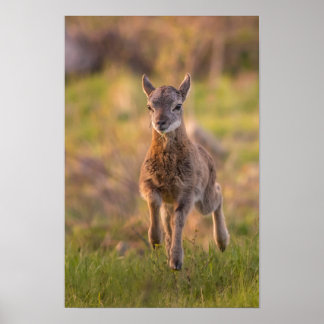 Junger Mufflon auf einer Wiese Wildtierfotografie Poster