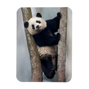 Junger Panda klettert auf einen Baum, China Magnet