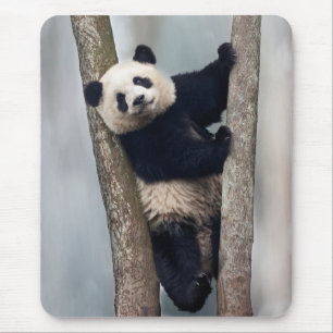 Junger Panda klettert auf einen Baum, China Mousepad
