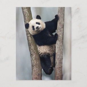 Junger Panda klettert auf einen Baum, China Postkarte