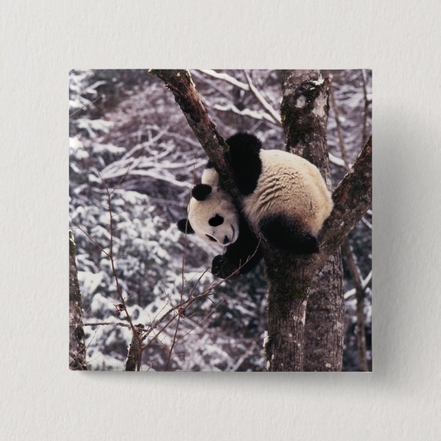 Junger Panda spielt auf einem mit Schnee bedeckten Button (Vorderseite)