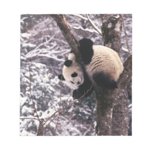 Junger Panda spielt auf einem mit Schnee bedeckten Notizblock