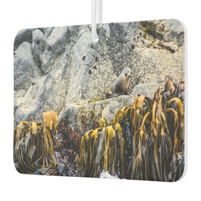 Junger Pelz Siegel auf dem Felsen Autolufterfrischer (Links)