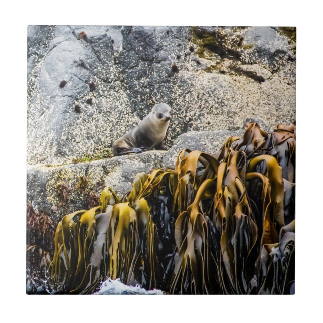 Junger Pelz Siegel auf dem Felsen Fliese (Vorderseite)