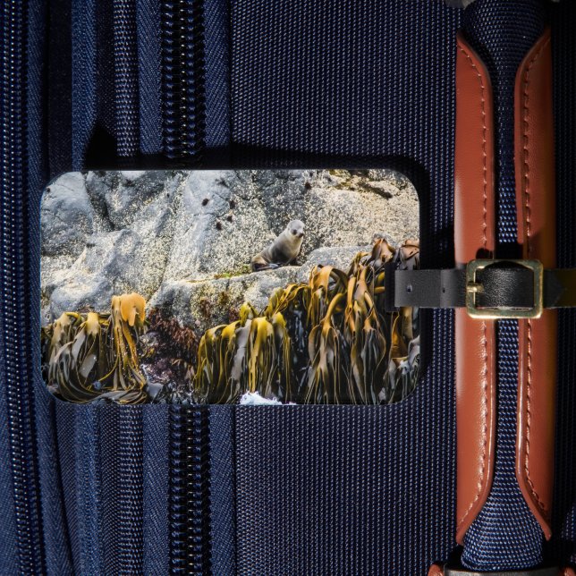 Junger Pelz Siegel auf dem Felsen Gepäckanhänger (Vorderseite Insitu 4)