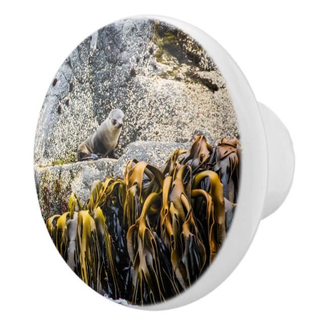 Junger Pelz Siegel auf dem Felsen Keramikknauf (Rechts)