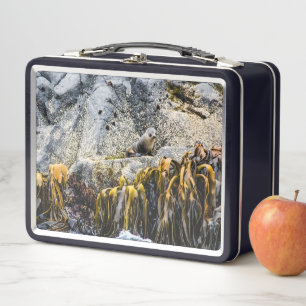 Junger Pelz Siegel auf dem Felsen Metall Brotdose