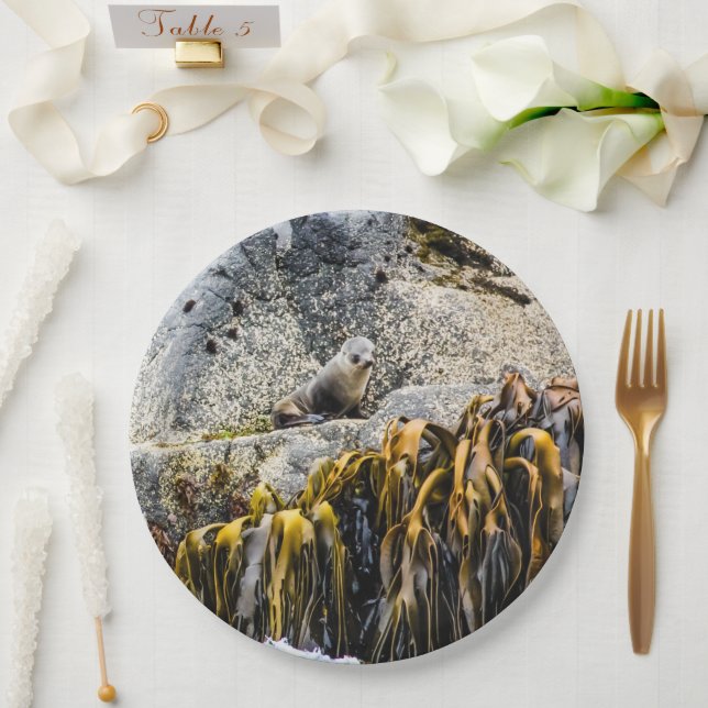 Junger Pelz Siegel auf dem Felsen Pappteller (Hochzeit)