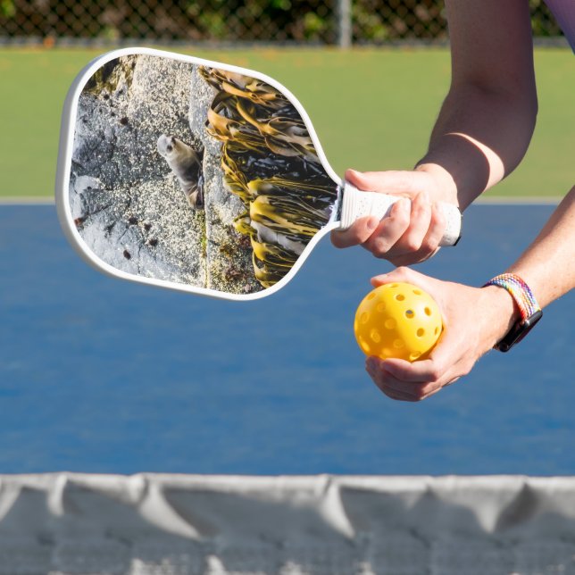 Junger Pelz Siegel auf dem Felsen Pickleball Schläger (InSitu)