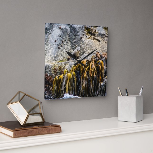 Junger Pelz Siegel auf dem Felsen Quadratische Wanduhr (Büro)