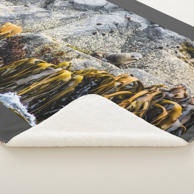 Junger Pelz Siegel auf dem Felsen Sherpadecke (3/4)