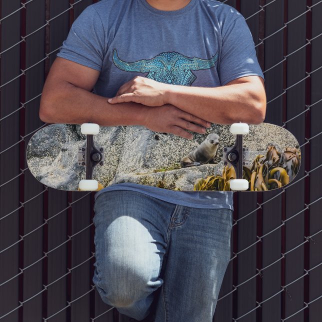 Junger Pelz Siegel auf dem Felsen Skateboard (Außenbereich 3)