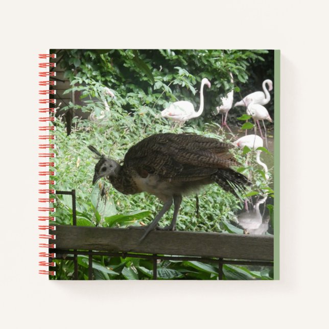 Junger Pfau mit Flamingos Notizbuch (Vorderseite)
