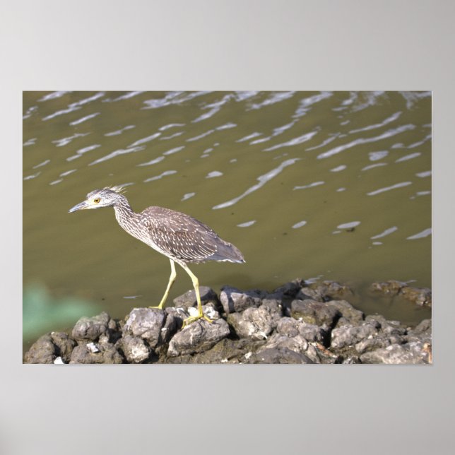 Junger Reiher Poster (Vorne)