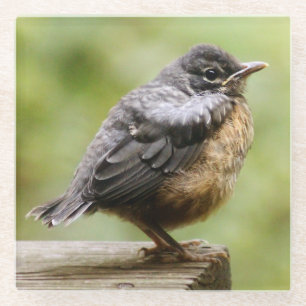 Junger Robin Glasuntersetzer