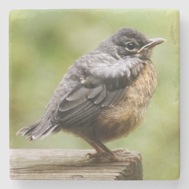 Junger Robin Steinuntersetzer (Vorderseite)