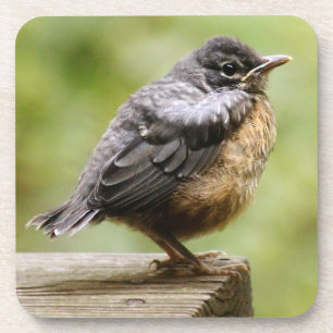 Junger Robin Untersetzer