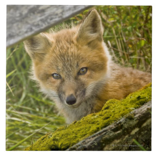 Junger roter Fox, der durch Zaun auf San Juan Fliese