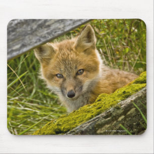 Junger roter Fox, der durch Zaun auf San Juan Mousepad