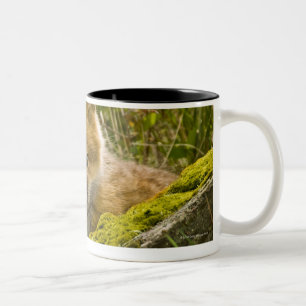 Junger roter Fox, der durch Zaun auf San Juan Zweifarbige Tasse