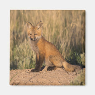 Junger Rotfuchs zur goldenen Stunde Magnet