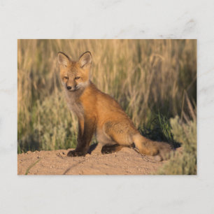 Junger Rotfuchs zur goldenen Stunde Postkarte