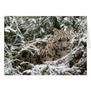 Junger Schnee-Leopard