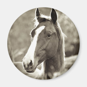 Junger Stallion Magnet