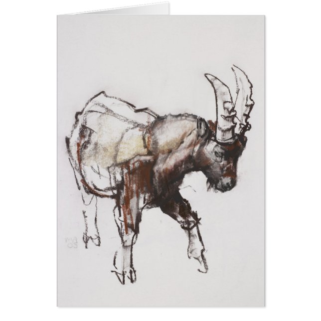 Junger Steinbock Gran Paradiso 2005 (Vorne)