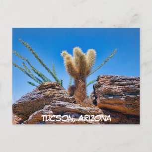 Junger Teddybär-Cholla-Kaktus, Arizona-Postkarte Postkarte