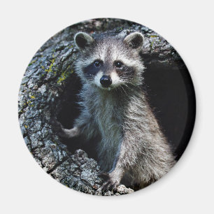 Junger Waschbär Magnet