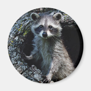 Junger Waschbär Magnet