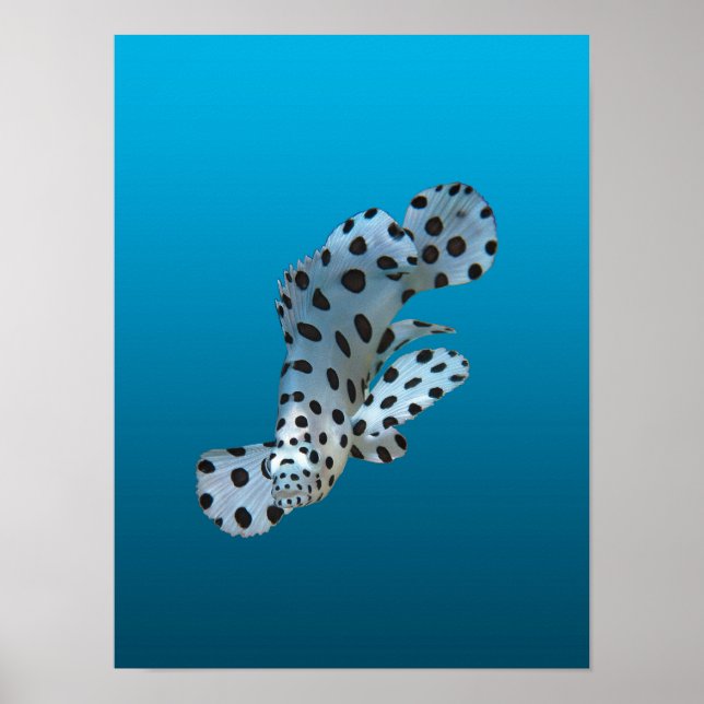 Junger Zackenbarsch - Farbverlauf blauer Hintergru Poster (Vorne)