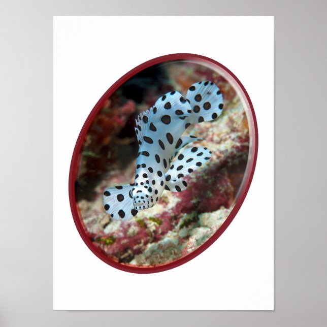Junger Zackenbarsch - Oval-fotografisches Design v Poster (Vorne)