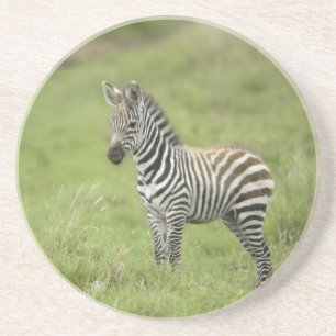 Junger Zebra im Serengeti schlicht Getränkeuntersetzer