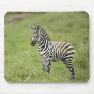 Junger Zebra im Serengeti schlicht Mousepad