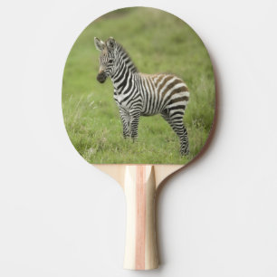 Junger Zebra im Serengeti schlicht Tischtennis Schläger