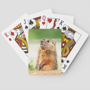 Junges Groundhog Spielkarten