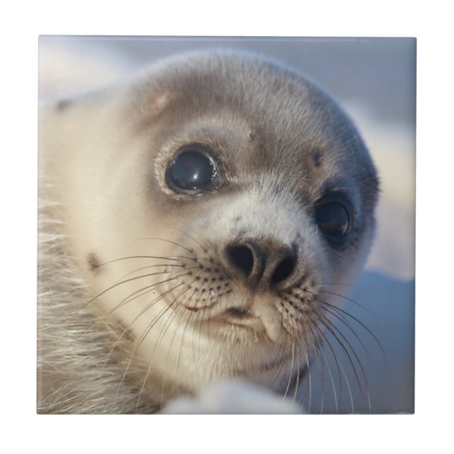 Junges Harfen-Siegel Fliese (Vorderseite)