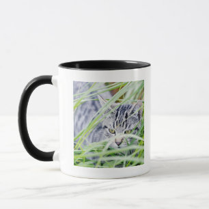 junges Katzenporträt Tasse