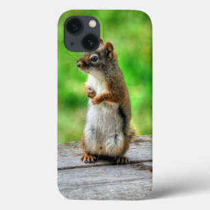Junges männliches Eichhörnchen stehendes Wildtierf Case-Mate iPhone Hülle