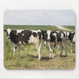 Junges Milchvieh in der Weide Mousepad
