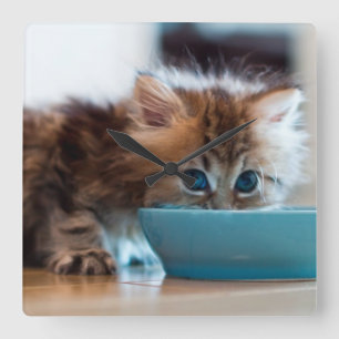Junges persisches Kätzchen Quadratische Wanduhr