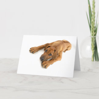 Junges ridgeback karte
