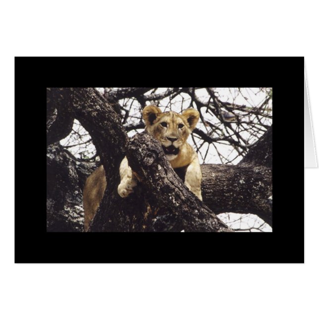 Junges Simba (Vorderseite (Horizontal))