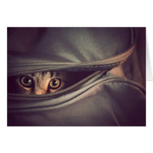 Junges Tabby-Kätzchen